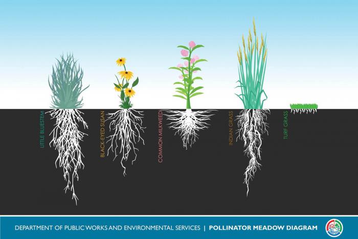 root depth of native plants versus grass