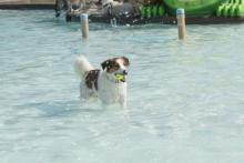 dog during dog daze dog during dog daze