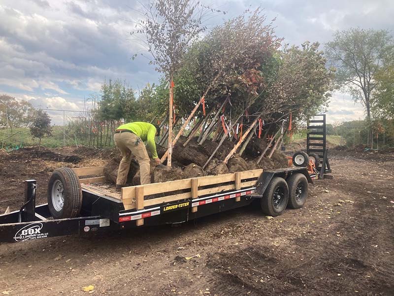 Casey Trees - free tree Free tree from Casey Trees