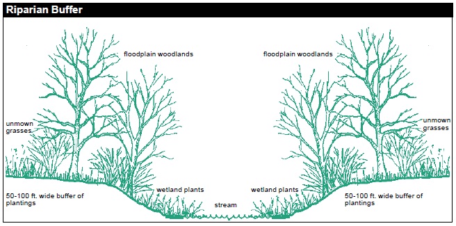 The riparian buffer forms the banks of a stream. Maintain a 50-100-ft. wide buffer of plantings on each side of the stream. From left bank to right bank: unmown grasses, floodplain woodlands, wetland plants, stream, wetland plants, floodplain woodlands, unmown grasses.