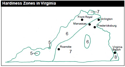 North America is divided into 10 hardiness zones by the U.S. Department of Agriculture. Virginia falls within zones 5, 6, 7 and 8 as shown in the diagram. The hardiness zones help you determine the types of plants that grow better in your area.