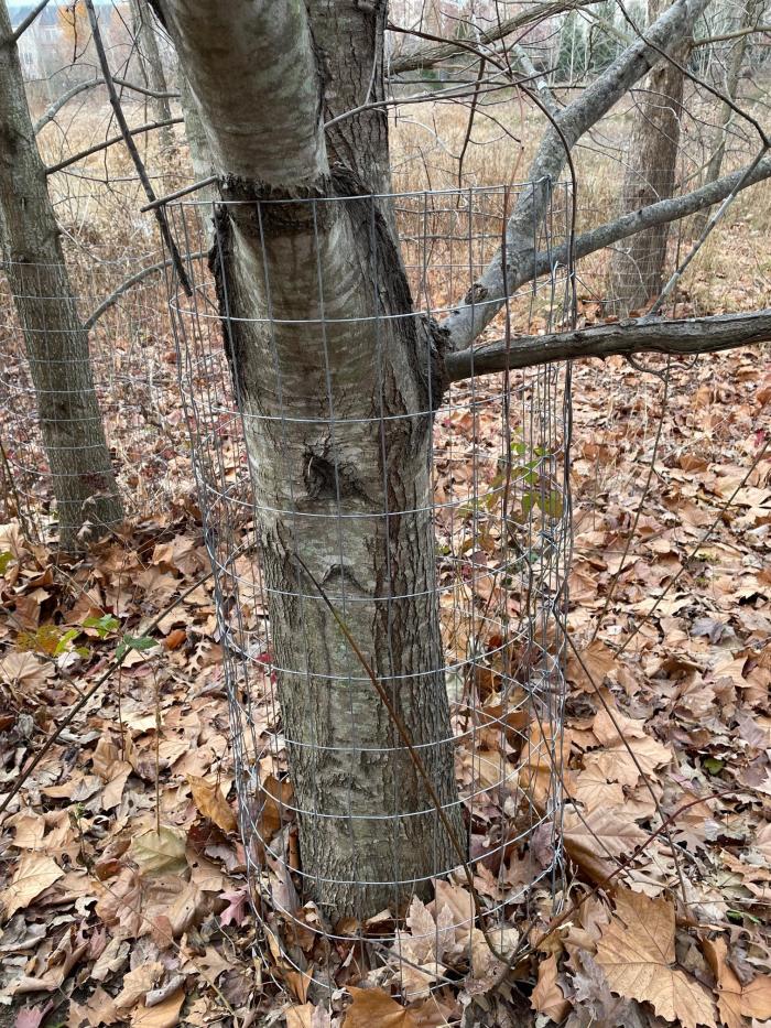 Image of a metal cage surrounding the base of a tree known as a tree guard.