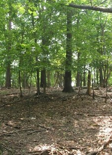 Image of leaves and twigs on the forest floor